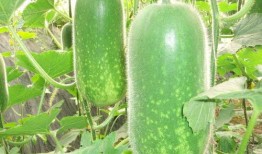 吃瓜网官网cgw,揭秘娱乐圈幕后故事，带你领略娱乐八卦新视角