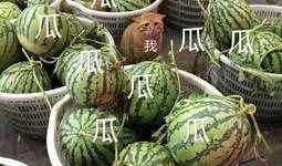 吃瓜娱乐会所,网红聚集地，娱乐生活新风向